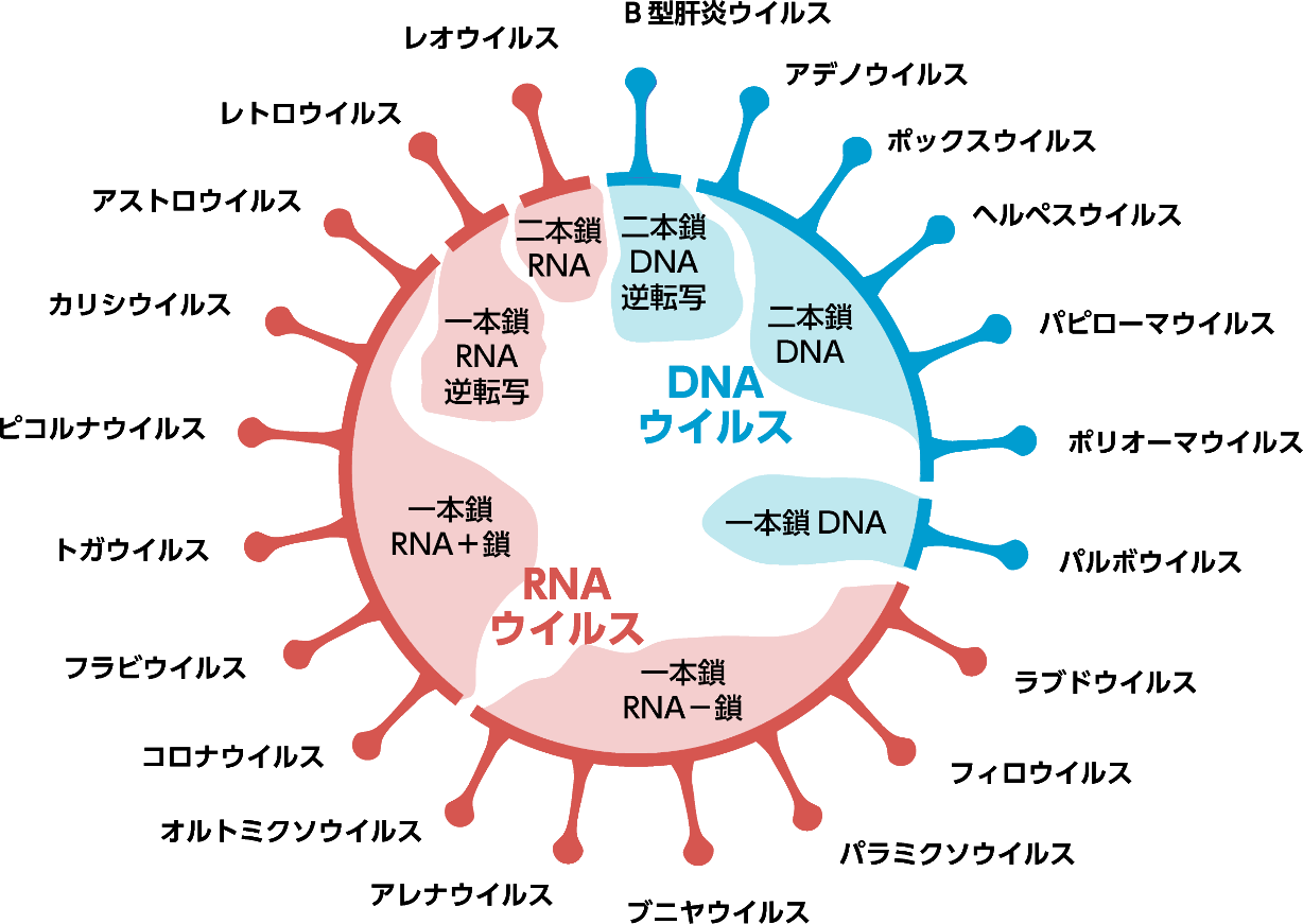 ウイルスの基礎知識動画3本（その１、ウイルス増殖、その２、ヒトのウイルスに対する免疫、その３、ウイルスＲＮＡ検出法）（2月24日作成）